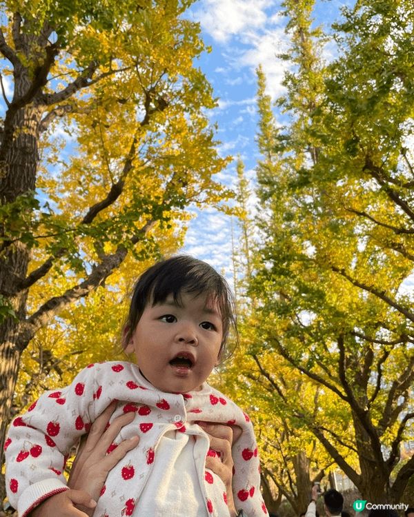 東京明治神宮銀杏大道，係我最鐘意既黃色吖😆😆😆
