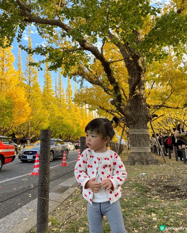 東京明治神宮銀杏大道，係我最鐘意既黃色吖😆😆😆
