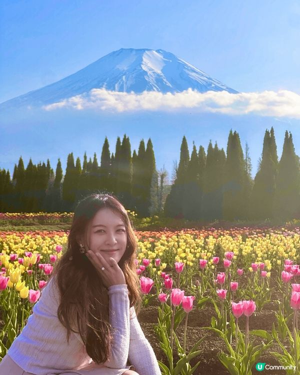 🇯🇵 富士山和鬱金香🌷