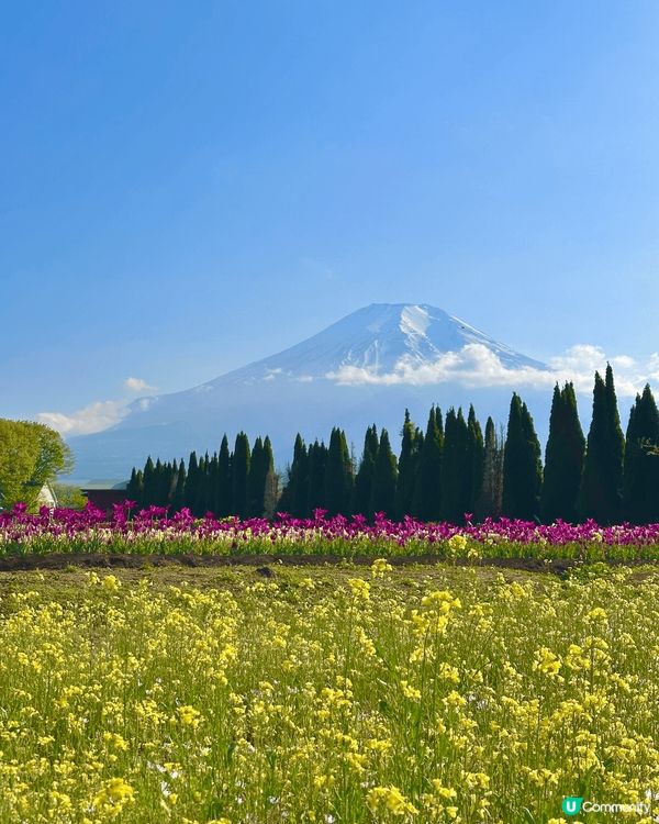 🇯🇵 富士山和鬱金香🌷