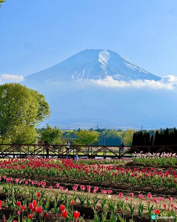 🇯🇵 富士山和鬱金香🌷