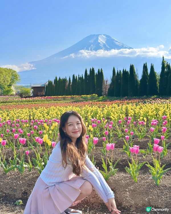🇯🇵 富士山和鬱金香🌷