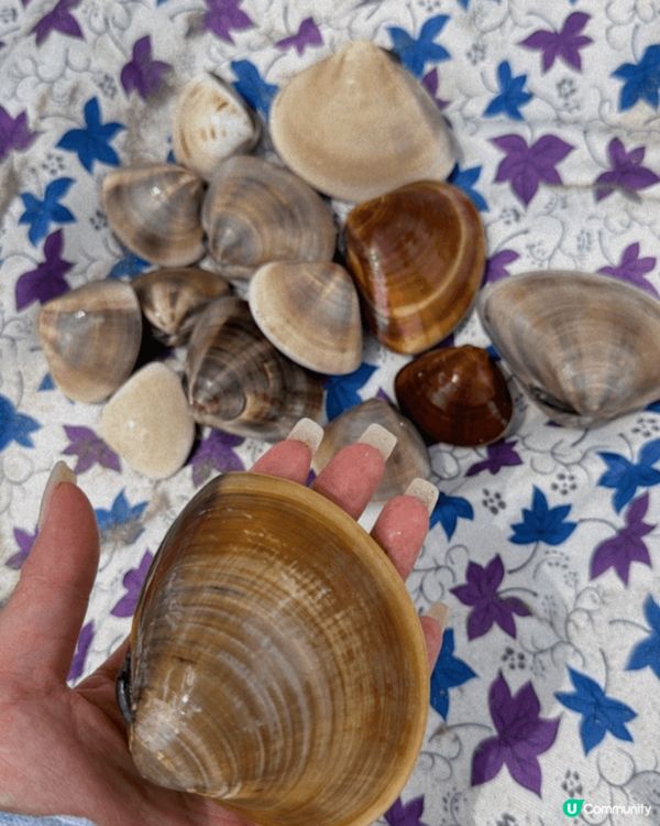 上星期日同朋友囡囡去大嶼山貝澳沙灘，咁岩水旅廿，老公提議掘蜆...