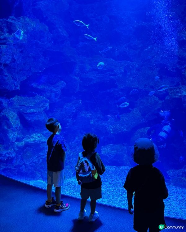京都水族館｜有超大條的娃娃魚做主角，很多紀念品，甚至乎連雪條...