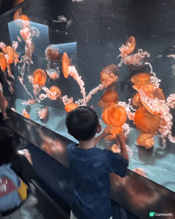 京都水族館｜有超大條的娃娃魚做主角，很多紀念品，甚至乎連雪條...