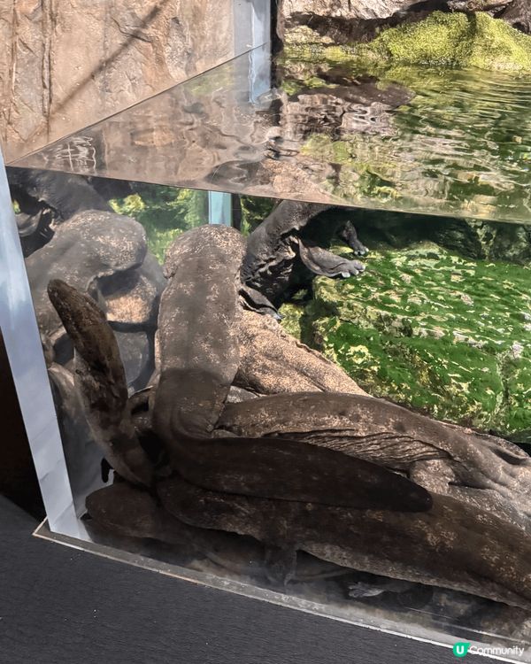 京都水族館｜有超大條的娃娃魚做主角，很多紀念品，甚至乎連雪條...