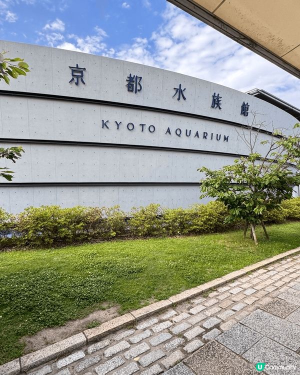 京都水族館｜有超大條的娃娃魚做主角，很多紀念品，甚至乎連雪條...