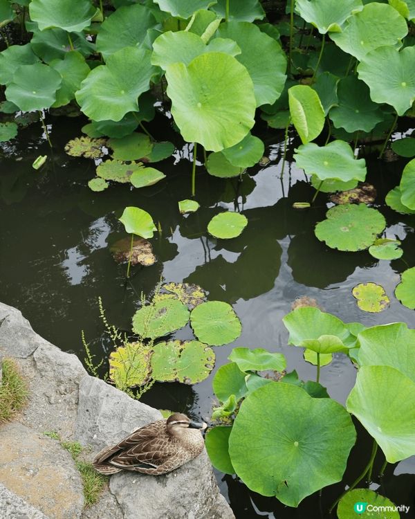 久違了的流水麵

