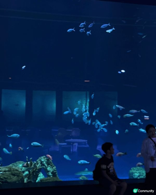 這些都是在沖繩旅遊時去過的水族館，絕對是必去的景點之一