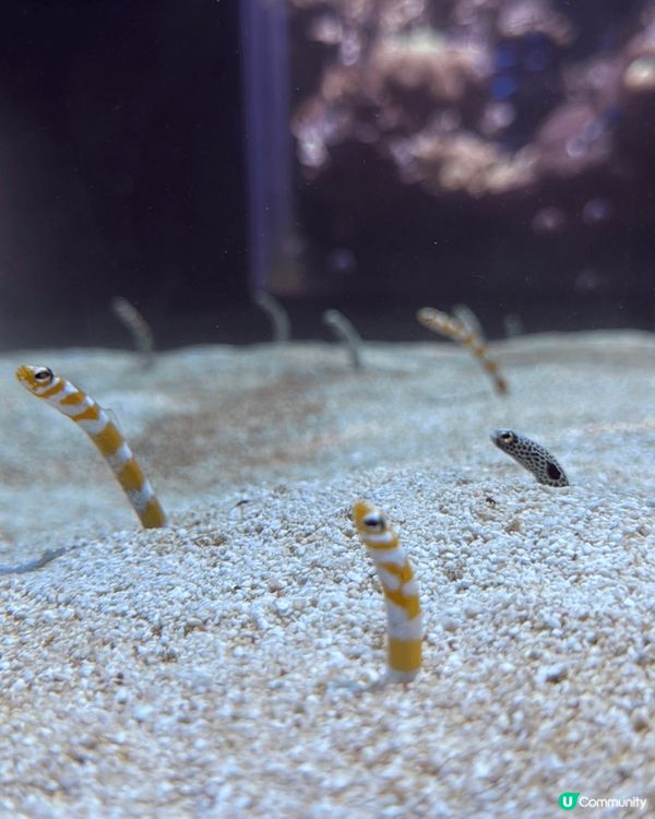 這些都是在沖繩旅遊時去過的水族館，絕對是必去的景點之一