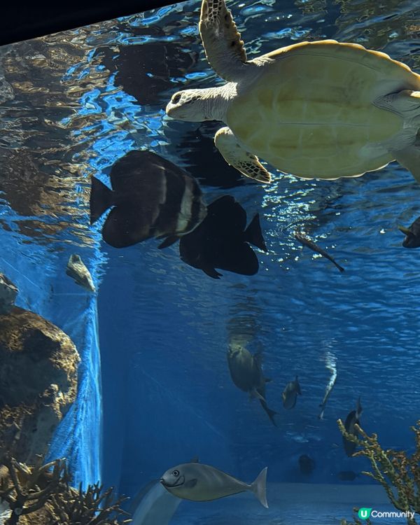 這些都是在沖繩旅遊時去過的水族館，絕對是必去的景點之一