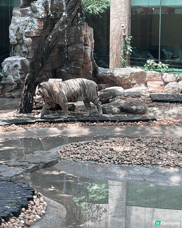 親子之旅去咗廣州長隆，嗰度好多動物睇，有小火車坐又有纜車坐，...
