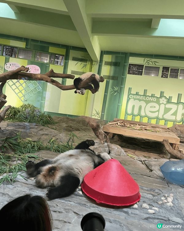 親子之旅去咗廣州長隆，嗰度好多動物睇，有小火車坐又有纜車坐，...