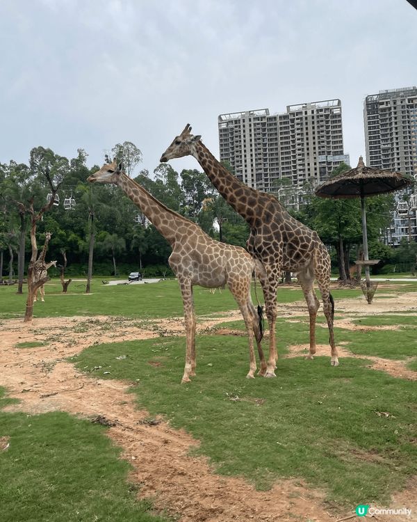 親子之旅去咗廣州長隆，嗰度好多動物睇，有小火車坐又有纜車坐，...