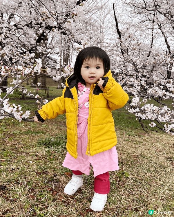 今次同個女去日本福崗旅行, 當日雖然落大雨, 但櫻花依舊好靚...
