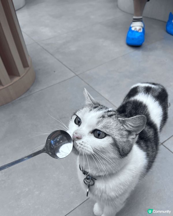 這些照片是生活裡的小閃光✨ 有粉紫色牆上可愛的擺件、相機裡定...