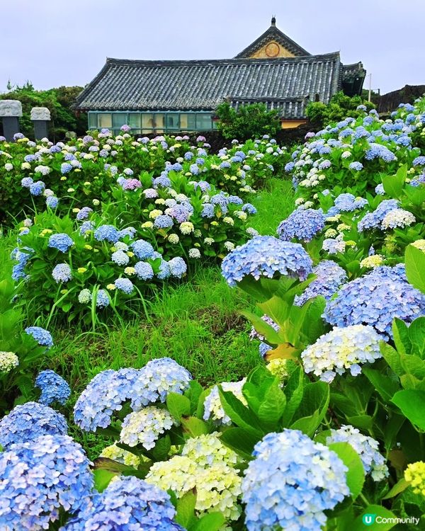 濟州繡球花海💜💙城山日出峰秘境免費睇🤩
