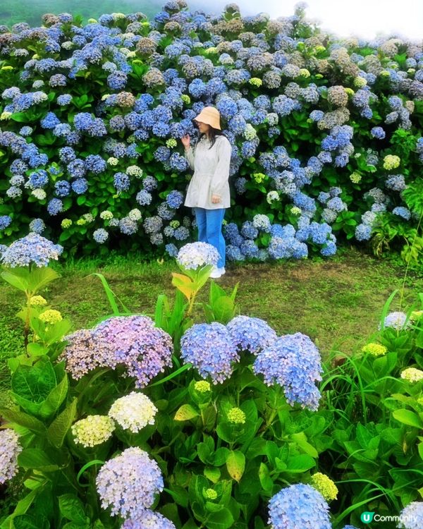 濟州繡球花海💜💙城山日出峰秘境免費睇🤩