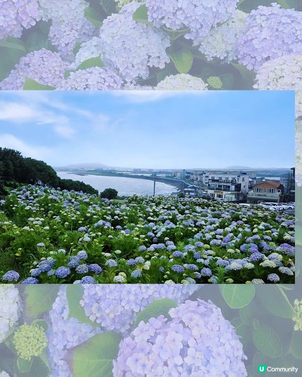 濟州繡球花海💜💙城山日出峰秘境免費睇🤩
