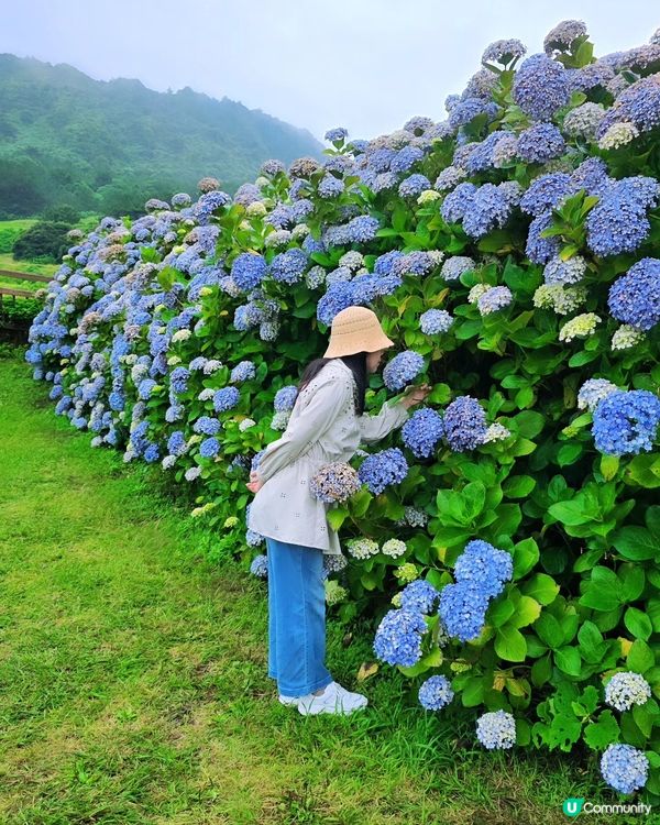 濟州繡球花海💜💙城山日出峰秘境免費睇🤩