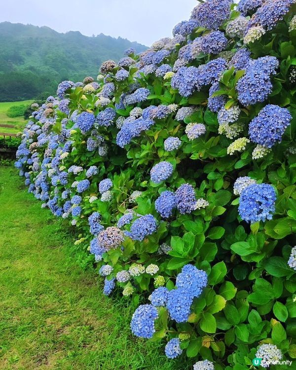 濟州繡球花海💜💙城山日出峰秘境免費睇🤩