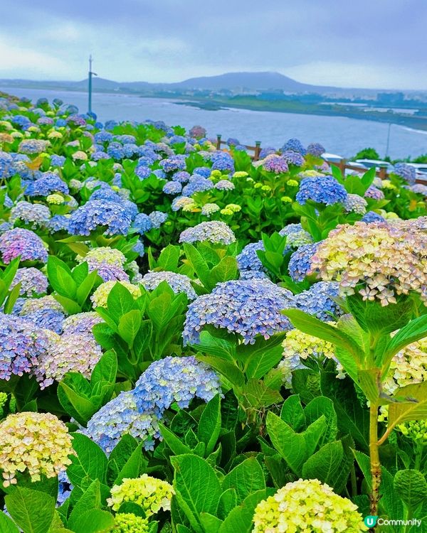 濟州繡球花海💜💙城山日出峰秘境免費睇🤩