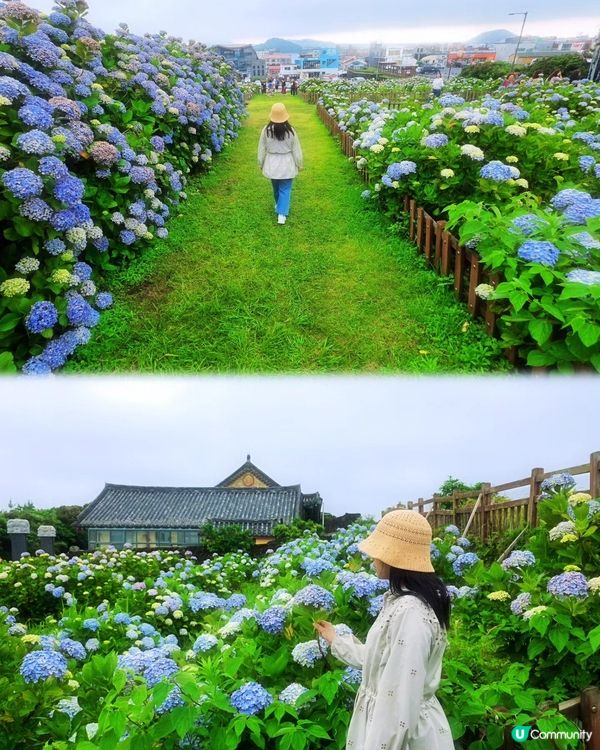 濟州繡球花海💜💙城山日出峰秘境免費睇🤩