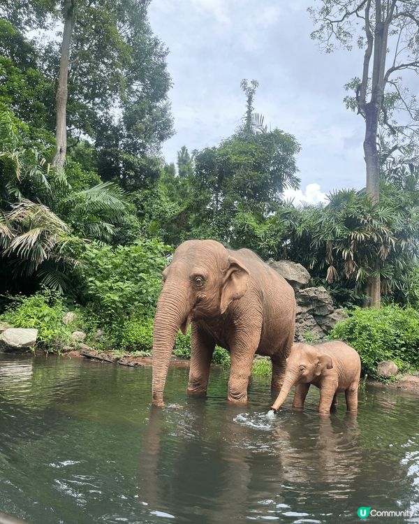 上個星期同男朋友慶祝一周年，我地去左迪士尼樂園玩！啲童真真係...