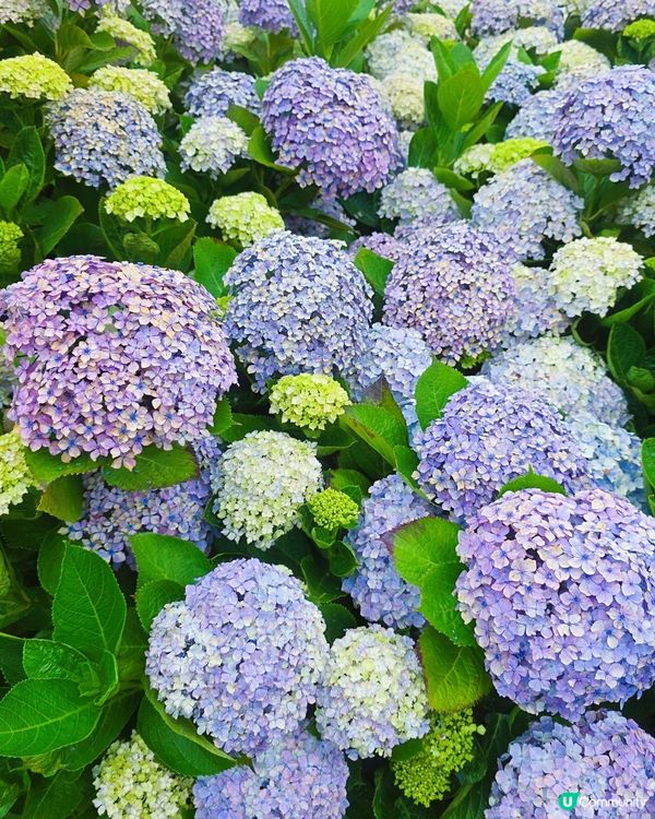 濟州繡球花海💜💙城山日出峰秘境免費睇🤩