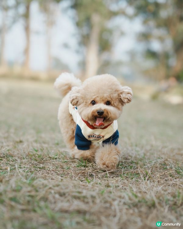 狗狗動感跑跑相☀️🌱