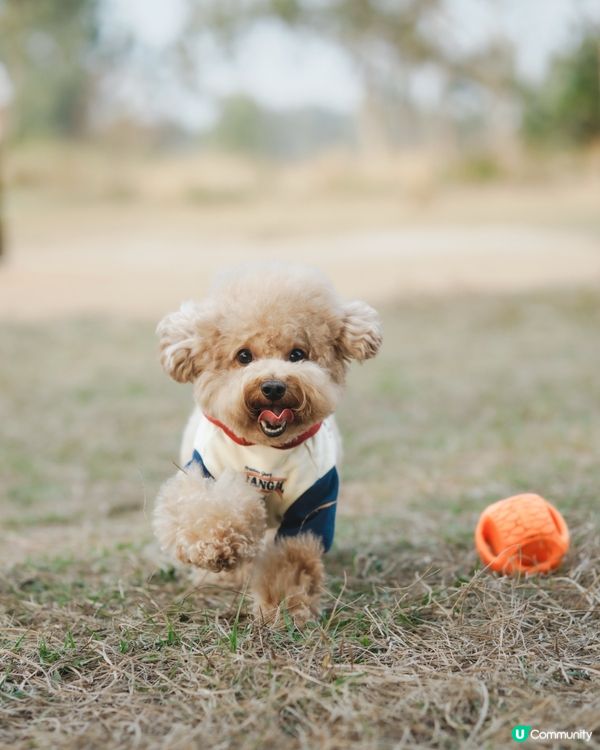 狗狗動感跑跑相☀️🌱