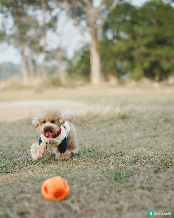 狗狗動感跑跑相☀️🌱