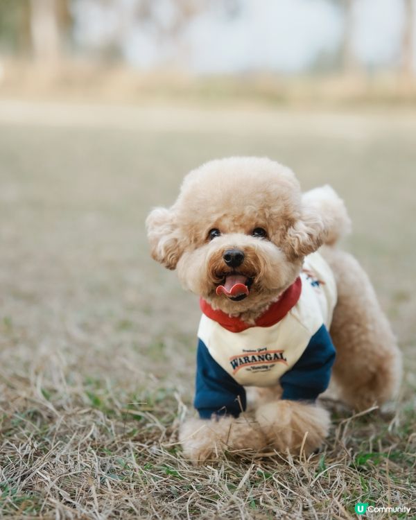 狗狗動感跑跑相☀️🌱
