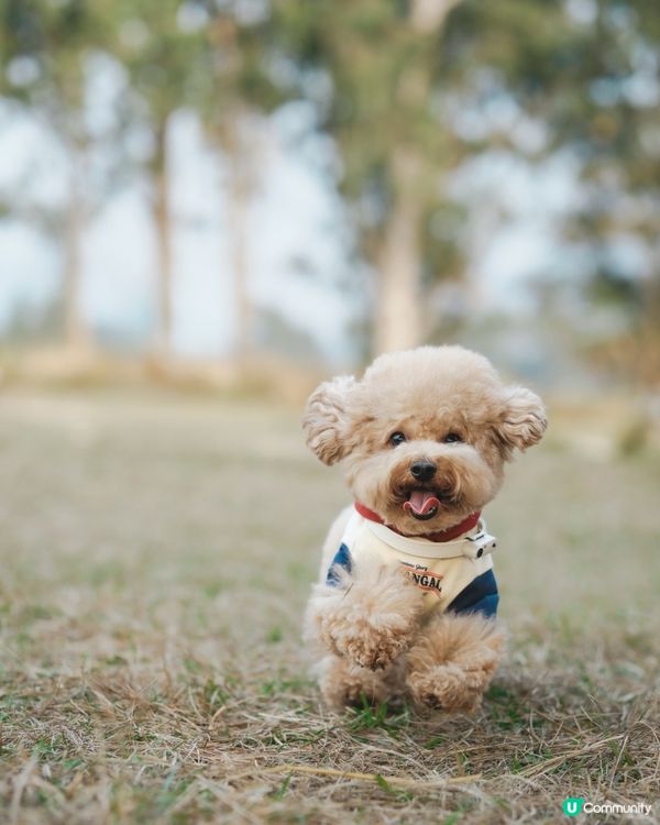 狗狗動感跑跑相☀️🌱