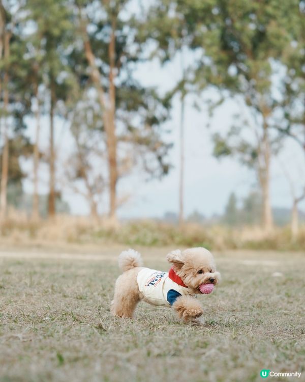 狗狗動感跑跑相☀️🌱