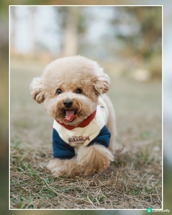 狗狗動感跑跑相☀️🌱