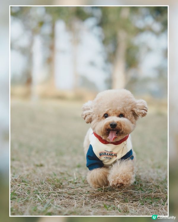 狗狗動感跑跑相☀️🌱