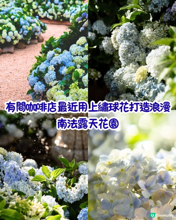 深圳繡球花咖啡店😍用上真花佈置5大打卡位！打造浪漫南法露天花園～