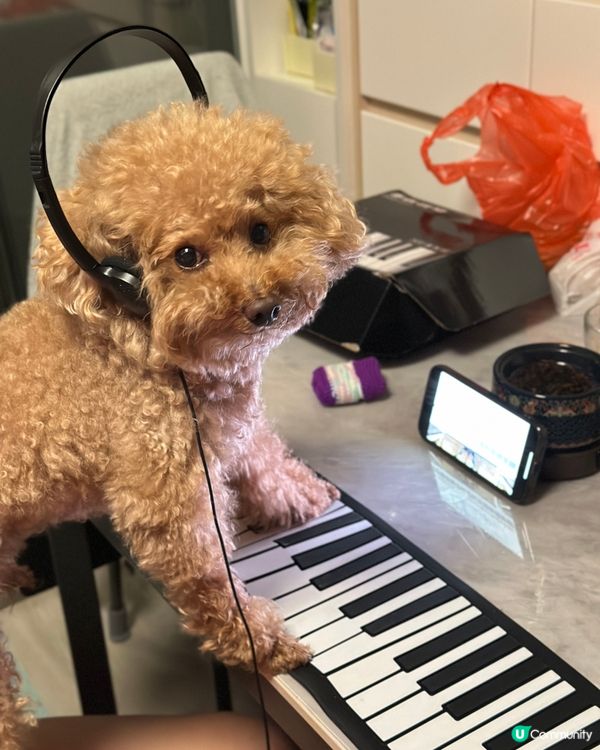 🐶🍉設計對白：凌晨特別多靈感作曲😂