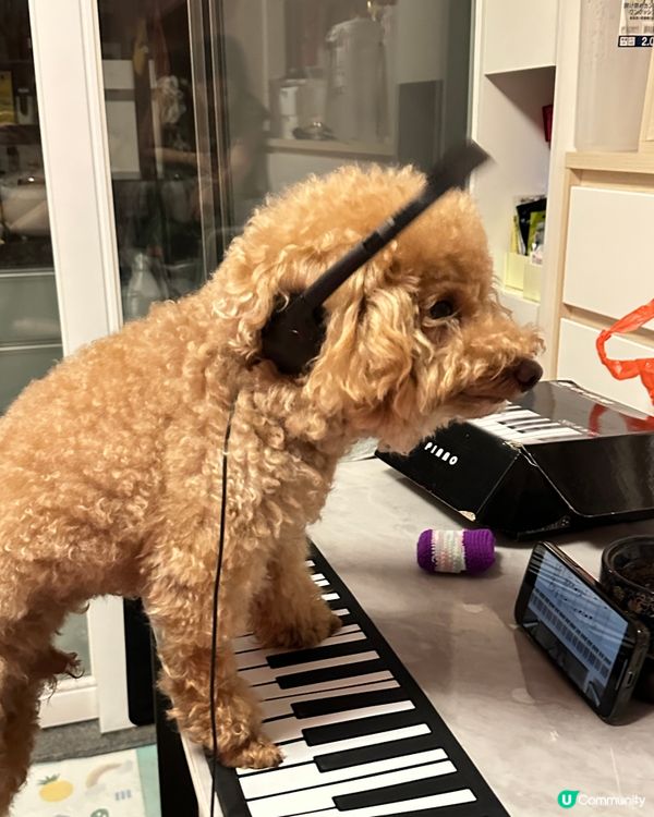 🐶🍉設計對白：凌晨特別多靈感作曲😂