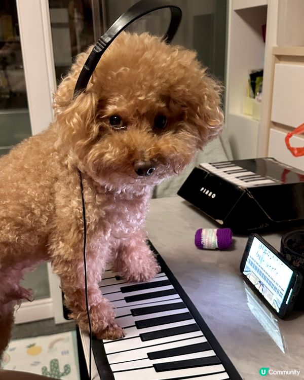 🐶🍉設計對白：凌晨特別多靈感作曲😂