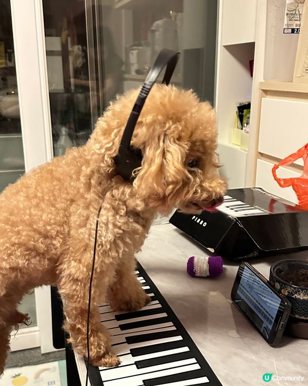 🐶🍉設計對白：凌晨特別多靈感作曲😂