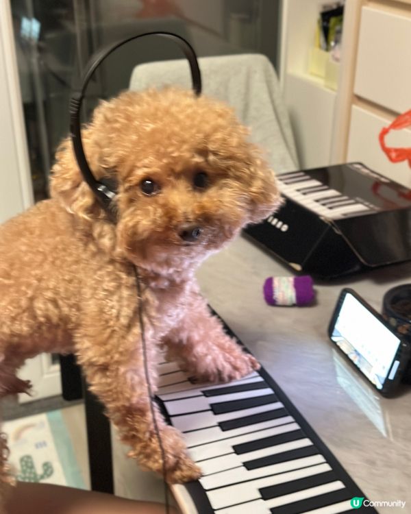 🐶🍉設計對白：凌晨特別多靈感作曲😂