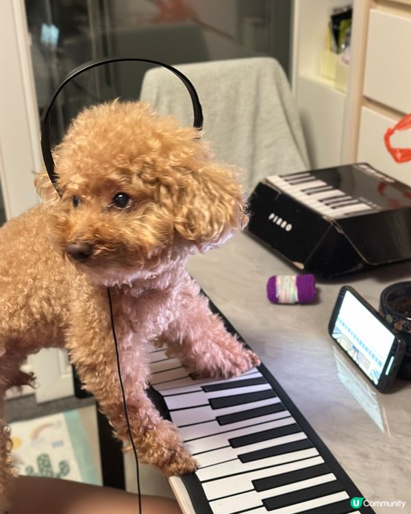 🐶🍉設計對白：凌晨特別多靈感作曲😂