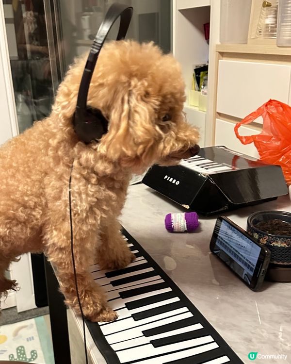 🐶🍉設計對白：凌晨特別多靈感作曲😂