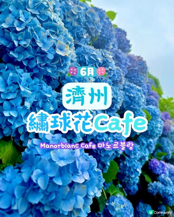 繡球花仙境！打卡韓國濟州cafe🌸