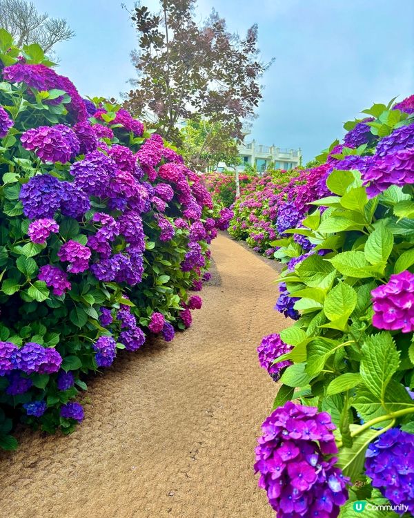 繡球花仙境！打卡韓國濟州cafe🌸