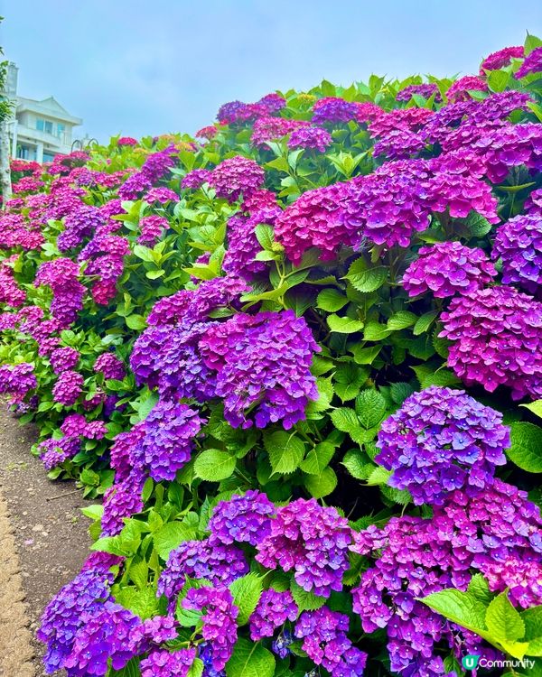 繡球花仙境！打卡韓國濟州cafe🌸