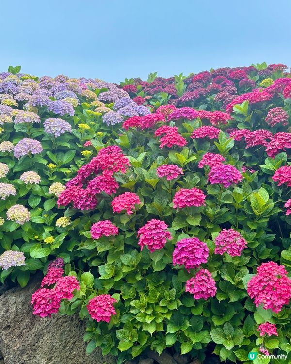 繡球花仙境！打卡韓國濟州cafe🌸