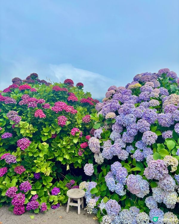 繡球花仙境！打卡韓國濟州cafe🌸